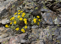 Rock Garden 8738